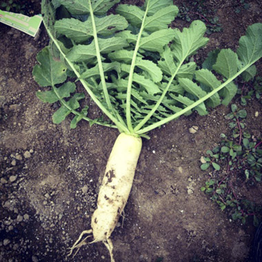 daikon02.jpg