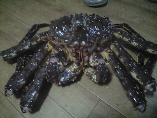 2010gakani01.gif