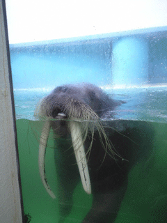 CA390407.gif