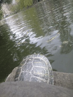 kame01.gif