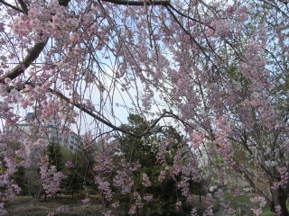 RIMG0464.JPG