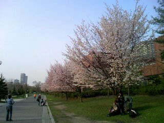 sakura1.jpg