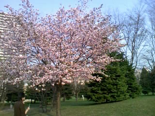 sakura2.jpg