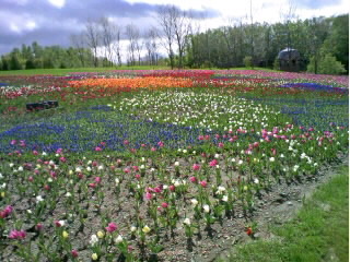 suzuran_color.jpg