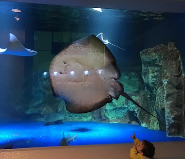 aquarium.jpg