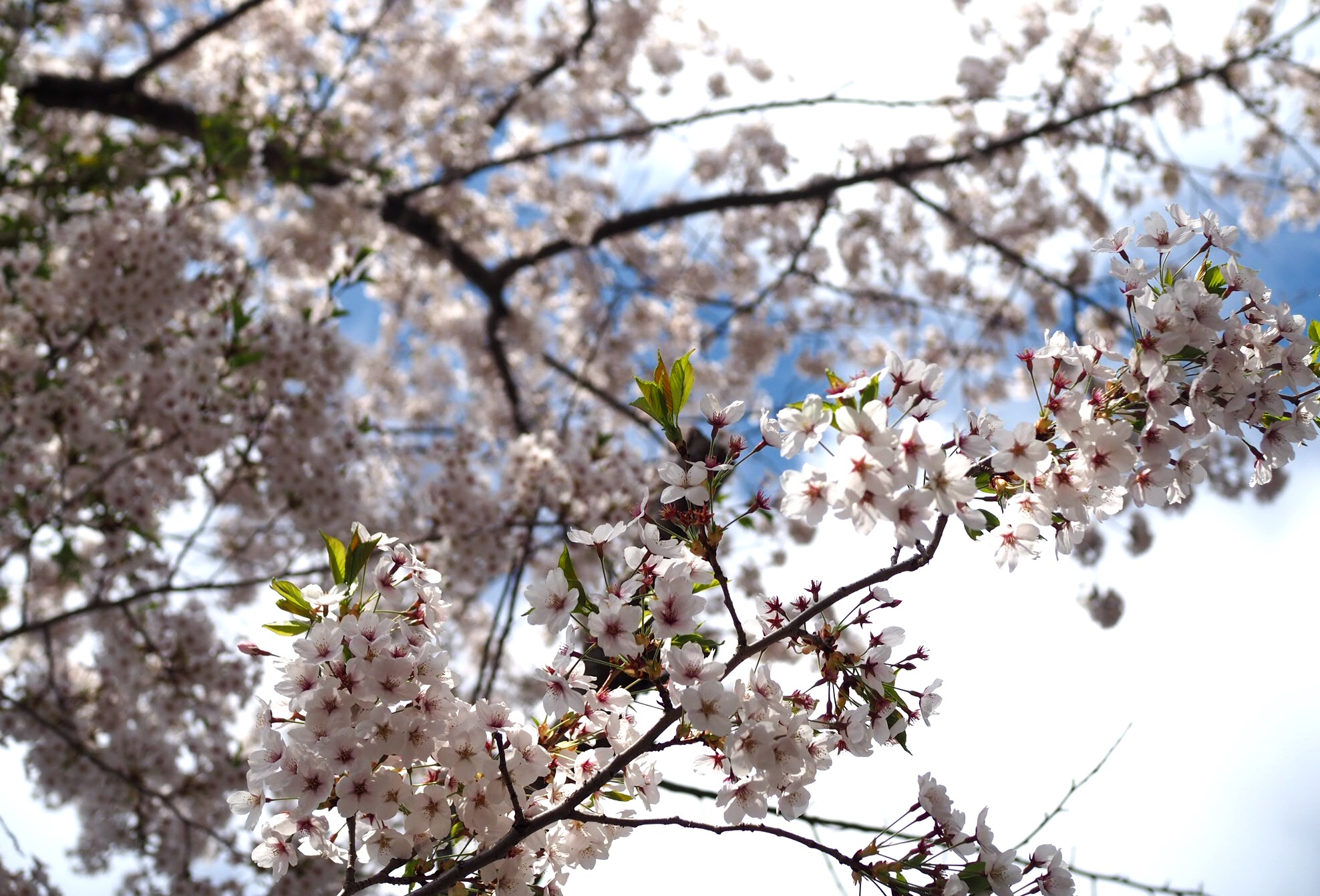 春の気持ち