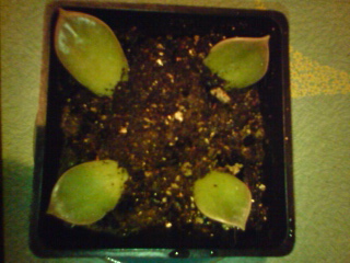 20080415205551.jpg