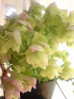 oregano.jpg